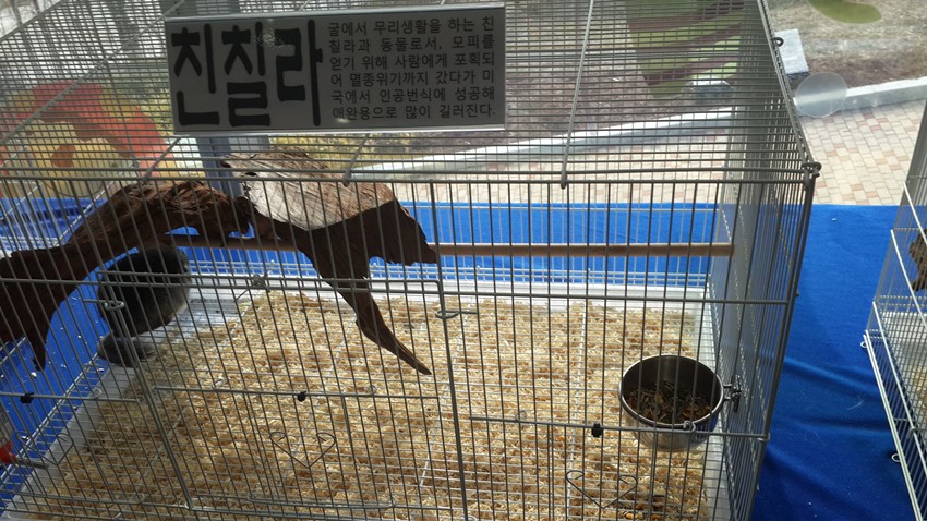 1.겨울방학 소(애완)동물 특별전시 개최